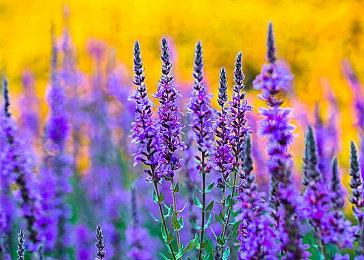 4J工作室开发全新沙盒 曾开发主机《我的世界》